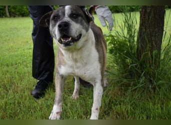 Chucky - Großer Hund sucht großes Herz