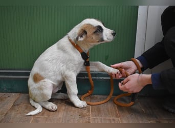 Elenio - SOS - Dringend neue Pflegestelle oder ein Zuhause gesucht - Ein leuchtendes Fellknäuel