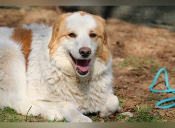 Tish - mit dem wunderschönen Kuschelfell