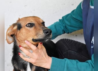 Bastrel - bereit für die Klasse "Zuhause"