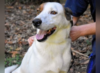 Miah - wohn"haft" in einem Hundelager