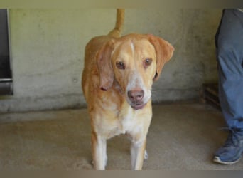 Dioneo - nur ein....!