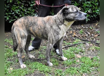 Fionella - Tigerchen sucht Familie