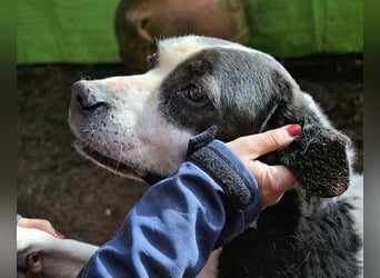 Poldino - Talent zum Seelenhund