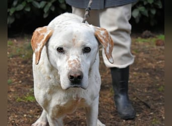 Ginko - SOS - Drei Brüder in großer Not