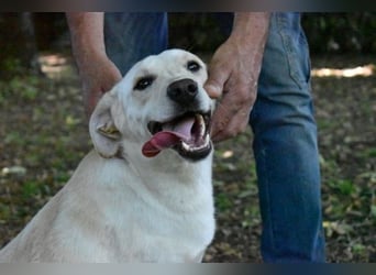 Hughie - macht ein Freundschaftsangebot