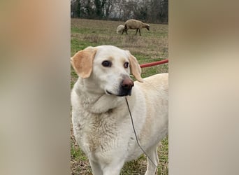 Patty - Vorsichtig auf den Pfoten, groß im Herzen