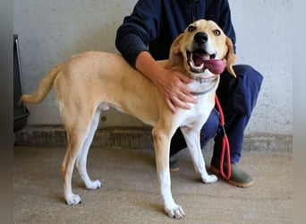 Wiper - Menschisch A1 - Wiper sucht Lehrer