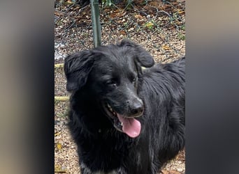 Ibiza - (Dringend Zuhause oder Pflegestelle gesucht) möchte auch ein Fleißkärtchen...