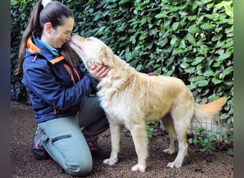 Rodman - läuft sich die Seele wund