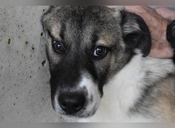 Quorivah - Kleines Hundemädchen, was nun?