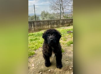 Thor - bereit für sein ganz persönliches Donnerwetter an Liebe
