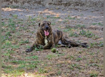Ludwig - Nur Mädchen erlaubt