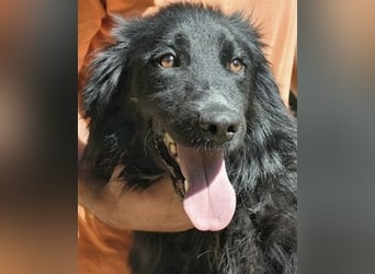 Settimio - Ich bin da, jetzt läuft's!?