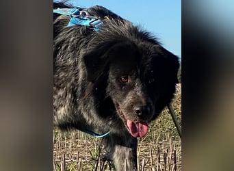 Olivia - Schüchterne Schönheit sucht neue Hunde-Menschen-Familie