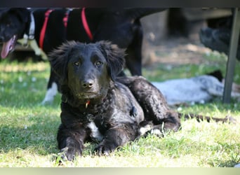 Thor - bereit für sein ganz persönliches Donnerwetter an Liebe