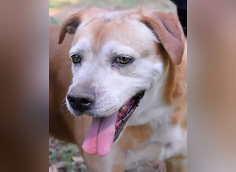 Rinaldo - Gold-Senior sucht dringend Zuhause