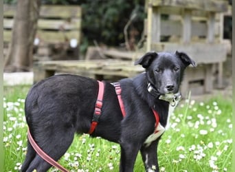 Flaviano - Wenn Du mich holst, bleib ich bei Dir