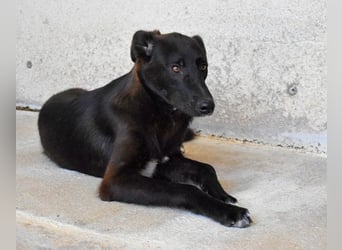 Ouzo - "Und wenn sie nicht weg sind......