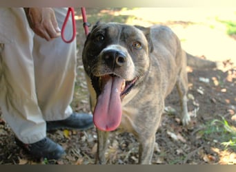 Fionella - Tigerchen sucht Familie