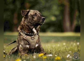 Ludwig - Nur Mädchen erlaubt