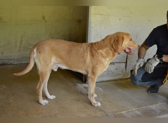 Dioneo - nur ein....!