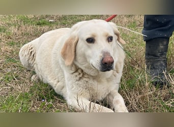 Patty - Vorsichtig auf den Pfoten, groß im Herzen