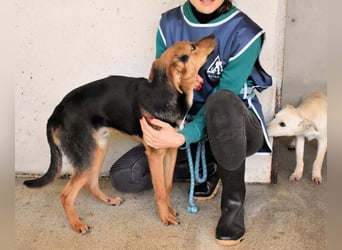 Bastrel - bereit für die Klasse "Zuhause"