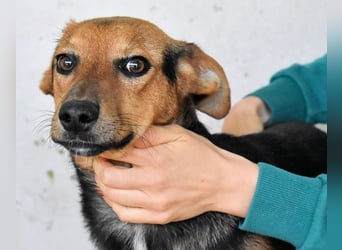 Bastrel - bereit für die Klasse "Zuhause"