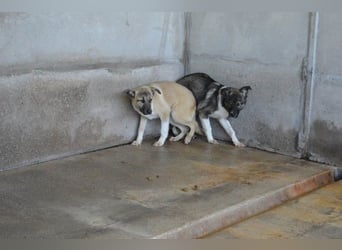 Quivira - Kleines Hundekind, was nun?