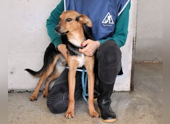 Bastrel - bereit für die Klasse "Zuhause"