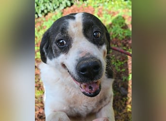Poldino - Talent zum Seelenhund