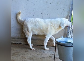 Arriel - aller guten Dinge sind drei