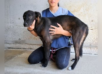 Ouzo - "Und wenn sie nicht weg sind......