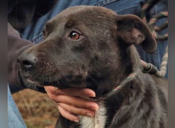 Rhino - NOTFALL !!! - Wenn man nicht auffällt, geht man unter