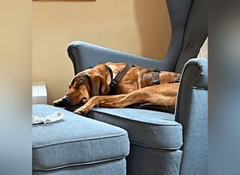 Yola - wie bei Hänsel und Gretel - nur schlimmer