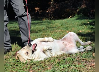 Hughie - macht ein Freundschaftsangebot