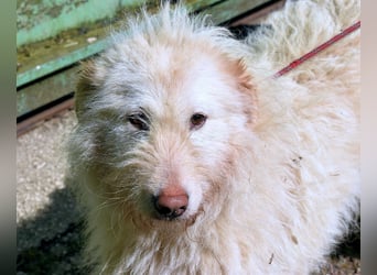 Lynnette - Power-Hündin sucht sportliches Zuhause