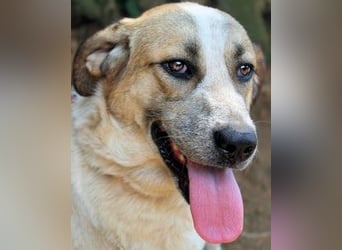 Solidea - 744 Stunden