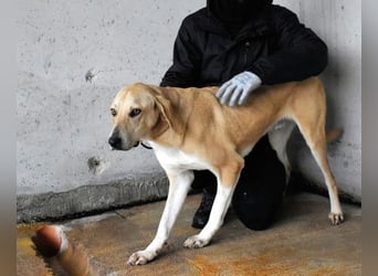 Wiper - Menschisch A1 - Wiper sucht Lehrer