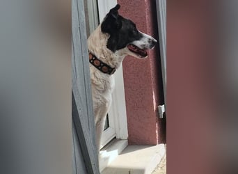 Fioretta - NOTFALL - 2. Lebensglück gesucht