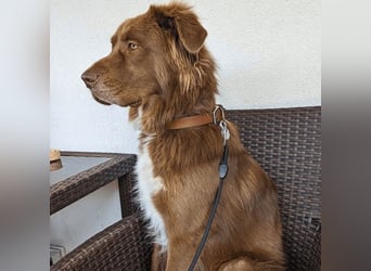 Eurialo - SOS - Dringend neues Zuhause oder Pflegestelle gesucht/Wenn du alles verlierst