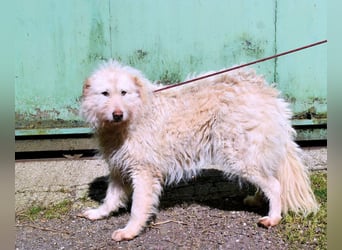 Lynnette - Power-Hündin sucht sportliches Zuhause