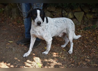 Demetrius - SOS - Sensibler Hund in großer Not