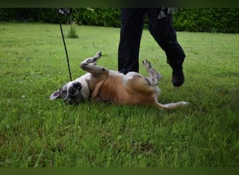 Chucky - Großer Hund sucht großes Herz