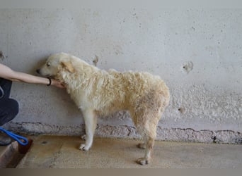 Sadye - Liebevolle Zuwendung....