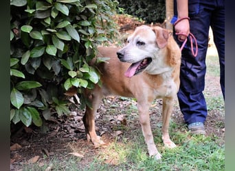 Rinaldo - Gold-Senior sucht dringend Zuhause