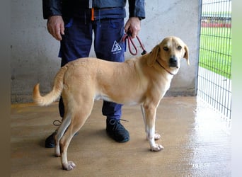 Wiper - Menschisch A1 - Wiper sucht Lehrer
