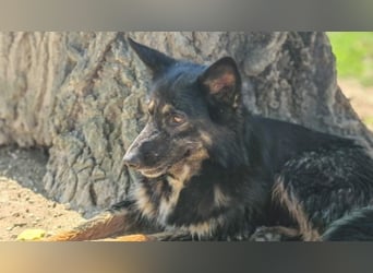 Sofia - Die Reise endet erst dort, wo ein Zuhause beginnt