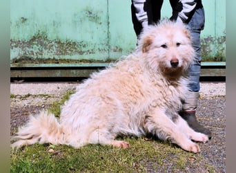 Lynnette - Power-Hündin sucht sportliches Zuhause